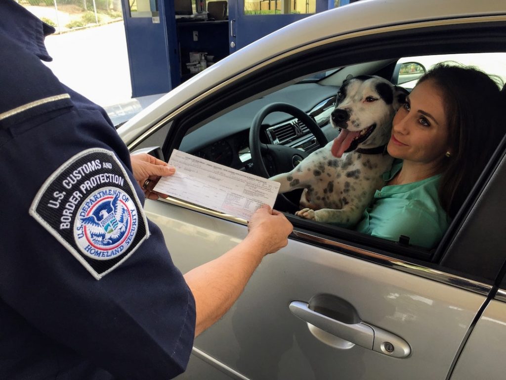 driver-car-dog-cdc-A82PSKGx9cI-unsplash