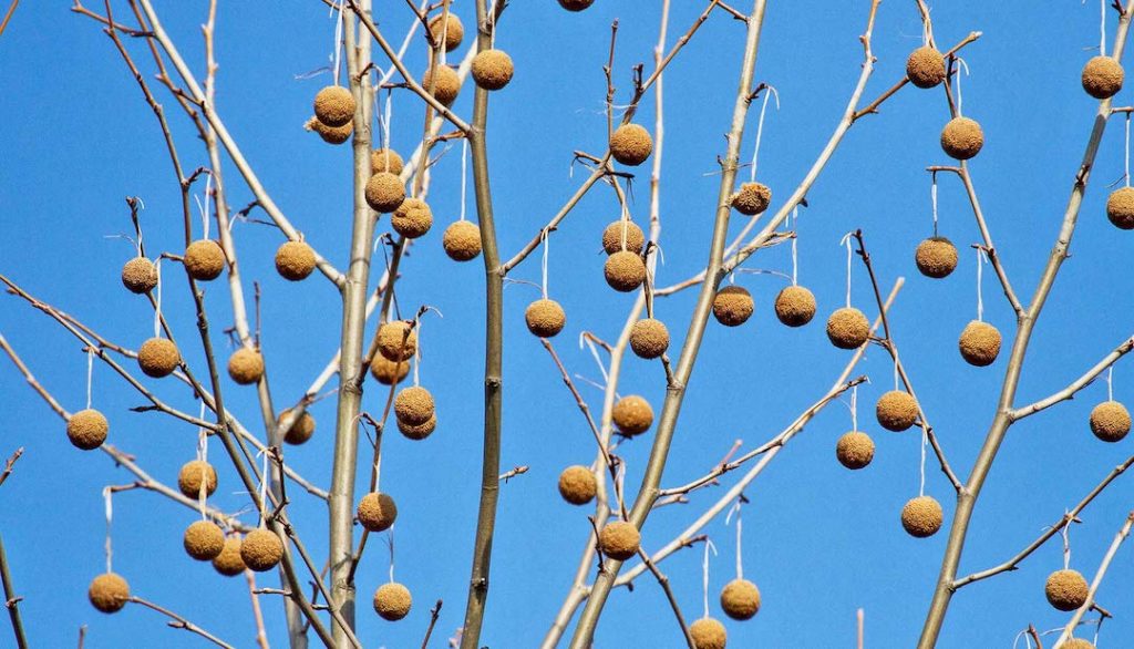 american-sycamore-super_trees_1600